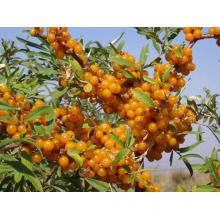 Óleo de Seabuckthorn de alta qualidade Softgel, óleo de Seabuckthorn &amp; extrato de Seabuckthorn